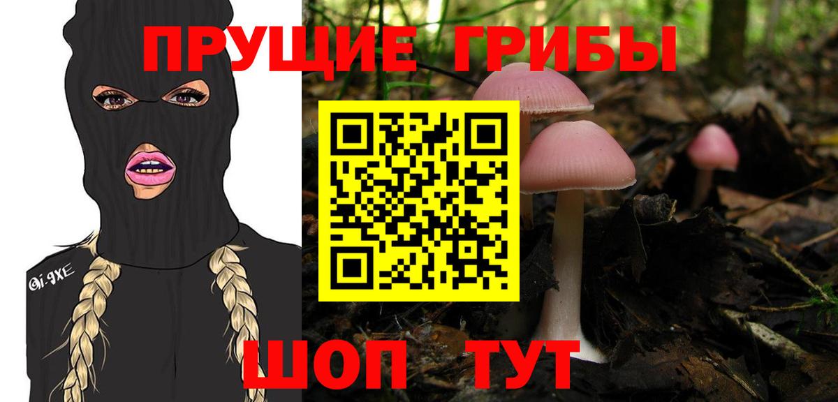 Димитровград  Псилоцибиновые грибы Cubensis  Вход с VPN 